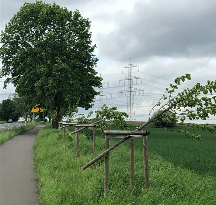 Pulheim: Unbekannte fällen über 20 Jungbäume