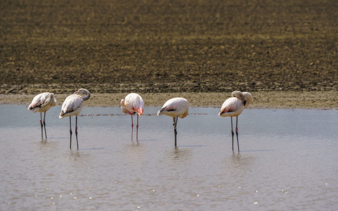 Flamingos in Pulheim