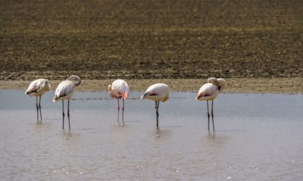 Flamingos in Pulheim